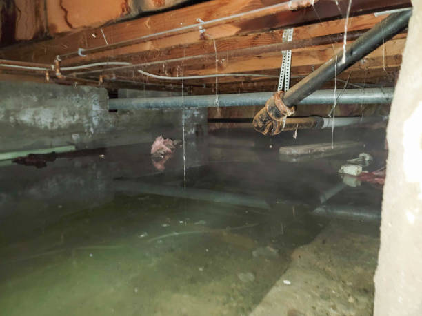 Best Carpet water damage restoration  in Kana, UT